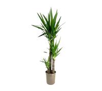 Plant in a Box - Pied d'éléphant - Yucca 'elephantipes' - Hauteur - 130-140cm - Pot 24cm - Plante d'interieur - Vert