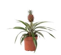 Plant in a Box - Plante ananas 'Mi Amigo' - Pot 12cm - Hauteur 35-45cm
