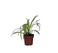 Plant in a Box - Plante araignée - Chlorophytum comosum 'Atlantic' - Hauteur 25-40cm - Pot 12cm - Plante d’intérieur - Vert