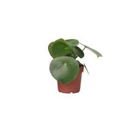 Plant in a Box - Plante raindrop - Peperomia Polybotrya - Hauteur 20-30cm - Pot 12cm - Plante d’intérieur - Vert