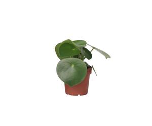 Plant in a Box - Plante raindrop - Peperomia Polybotrya - Hauteur 20-30cm - Pot 12cm - Plante d’intérieur - Vert