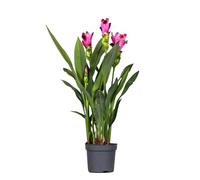 Plant in a Box - Plante Tropicale - Curcuma alismatifolia 'Siam Splash' - Hauteur 40-60cm - Pot 13cm - Plante Tropicale d’Intérieur - Rose
