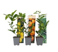 Plant in a Box - Plantes Citrus - Mélange de 3 - Citronnier, oranger, limetier - Set de 3 - Pot 9cm - Hauteur 25-40cm