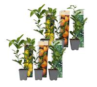 Plant in a Box - Plantes Citrus - Mélange de 6 - Citronnier, oranger, limetier - Set de 6 - Pot 9cm - Hauteur 25-40cm