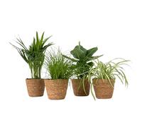 Plant in a Box - Plantes d’intérieur sans danger pour animaux - Lot de 4 avec paniers décoratifs - Hauteur 25-40cm - Pot 12cm - Plantes vertes non toxiques et dépolluantes