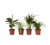 Plant in a Box - Plantes d'intérieur amies des animaux - Mélange de 4 - Purifiant l'air - Pot 12cm - Hauteur 25-40cm
