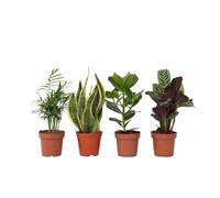 Plant in a Box - Plantes d'intérieur 'Entretien facile' - Set de 4 - Très facile d'entretien - Pot 12cm - Hauteur 25-40cm - Sansevieria, Chamaedorea, Ctenanthe, Clusia