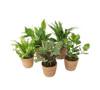 Plant in a Box - Plantes d'intérieur purificatrices d'air - Lot de 5 - Avec panier tressé à la main - Hauteur 25-40cm - ⌀12cm