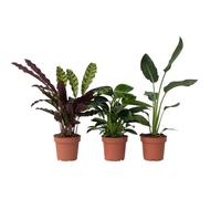 Plant in a Box - Plantes d'intérieur tropicales - Set de 3 - Calathea, Philodendron, Strelitzia - Pot de 12cm - Hauteur 25-40cm