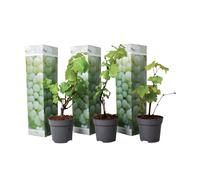 Plant in a Box - Plants de raisin - Set de 3 - Vitis Vinifera - Raisin Blanc - Vigne 'Chardonnay' - Pot 9cm - Hauteur 25-40cm