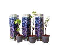 Plant in a Box - Plants de raisin - Set de 3 - Vitis Vinifera - Raisin Bleu - Vigne 'Cabernet franc' - Pot 9cm - Hauteur 25-40cm
