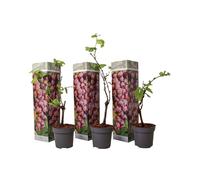 Plant in a Box - Plants de raisin - Set de 3 - Vitis Vinifera - Raisin Rouge - Vigne 'pinot gris' - Pot 9cm - Hauteur 25-40cm