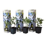Plant in a Box - Plumbago auriculata 'Plumbago du Cap' - Set de 3 - Plante en plomb - Pot 9cm -Hauteur 25-40cm
