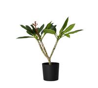 Plant in a Box - Plumeria Frangipani Blanc - Hawaii - Plante d'intérieur tropicale - Fleurs très parfumées - Pot 17cm - Hauteur 55-70cm