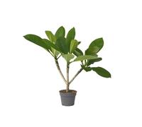 Plant in a Box - Plumeria Frangipani Hawaii - Plante verte interieur vivante fleur - Frangipanier plante exotiques - Pot 17cm - Hauteur 45-55cm