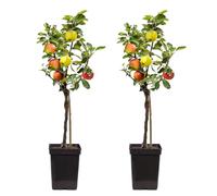 Plant in a Box - Pommier 'Trio' x2 - Malus - 3 pommes différentes sur 1 arbre - Pot 17cm - Hauteur 60-80cm