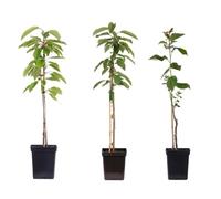 Plant in a Box - Pommiers - lot de 3 types - Malus 'Braeburn', 'Golden Delicious', 'Malus Gala' - arbres fruitiers - Pot 9cm - hauteur 60-70cm