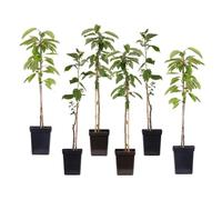 Plant in a Box - Pommiers - lot de 6 - Malus 'Braeburn', 'Golden Delicious', 'Malus Gala' - arbres fruitiers - Pot 9cm - hauteur 60-70cm