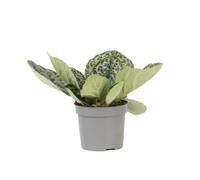 Plant in a Box - Primevère du Cap - Streptocarpus 'Pretty Turtle' - Hauteur 25-35cm - Pot 13cm - Plante d’intérieur - Vert - Pourpre