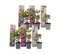 Plant in a Box - Rhododendrons rustiques - Mélange de 6 - Rhododendrons - Pot 9cm - Hauteur 25-40cm