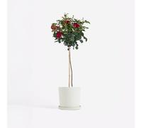 Plant in a Box - Rosa Palace 'Pride' - Rosiers tiges rouges vivaces - Pot 19cm - hauteur 80-100cm