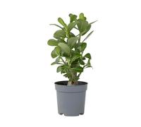 Plant in a Box - Rose du désert - Adenium Obesum - Hauteur 25-40cm - Pot 10,5cm - Plante d'intérieur fleurie