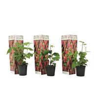 Plant in a Box - Rubus 'Baie de Tay' - Set de 3 - Croisement entre la mûre et la framboise - Fruits rouge foncé - Plante de jardin à feuilles caduques - Pot 9cm - Hauteur 25-40cm