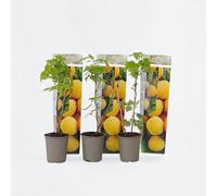Plant in a Box - Rubus idaeus 'Fallgold' - Set de 3 - Framboisiers arbre fruitier à planter exterieur robuste - Pot 9cm - Hauteur 25-40cm