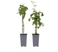 Plant in a Box - Rubus idaeus 'Malling Promise' - Lot de 2 - Framboise - Plantes fruitières - Arbuste - ⌀15cm - Hauteur 50-60cm