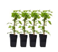 Plant in a Box - Rubus idaeus 'Malling Promise' - Lot de 4 - Framboise - Plantes fruitières - Arbuste - ⌀15cm - Hauteur 50-60cm