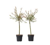 Plant in a Box - Salix integra 'Flamingo' - Set de 2 - Plante exterieur jardin persistant - Saule crevette - Saule panaché - Pot 17cm - Hauteur 60-80cm