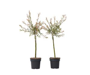 Plant in a Box - Salix integra 'Flamingo' - Set de 2 - Plante exterieur jardin persistant - Saule crevette - Saule panaché - Pot 17cm - Hauteur 60-80cm