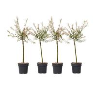Plant in a Box - Salix integra 'Flamingo' - Set de 4 - Plante exterieur jardin persistant - Saule crevette - Robuste - Pot 17cm - Hauteur 60-80cm