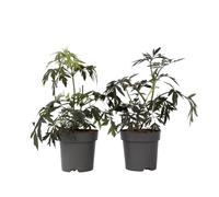 Plant in a Box - Sambucus nigra 'Dentelle noire' - Set de 2 - Sureau noir - Pot 17cm - Hauteur 25-40cm