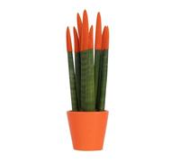 Plant in a Box - Sansevieria cylindrique - Hauteur 20-40 cm - Pot 9 cm - Plante d’intérieur décorative avec revêtement velouté orange - Dépolluante & facile d’entretien