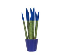 Plant in a Box - Sansevieria cylindrique - Hauteur 20-40 cm - Pot 9 cm - Plante d’intérieur décorative avec revêtement velouté bleu - Dépolluante & facile d’entretien