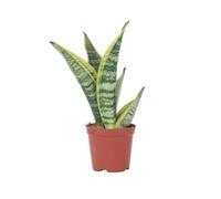 Plant in a Box - Sansevieria Laurentii - Plante d'intérieur facile - Langue de belle-mère - Pot 12cm - Hauteur 30-40cm