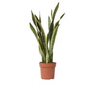 Plant in a Box - Sansevieria Laurentii - Plante d'intérieur facile - Langue de belle-mère - Pot 21cm - Hauteur 65-75cm