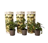 Plant in a Box - Solanum Muricatum 'Pepino gold' - Poire à melon - Set de 3 - Pot 9cm - Hauteur 25-40cm