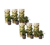 Plant in a Box - Solanum Muricatum 'Pepino gold' - Poire à melon - Set de 6 - Pot 9cm - Hauteur 25-40cm