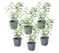 Plant in a Box - Solanum Rantonnetii 'Trésors de la nuit' - Lot de 6 - Arbuste à Fleurs - Pot 9 cm - Hauteur 25-40 cm