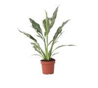Plant in a Box - Spathiphyllum 'Diamant' - Plante d'intérieur purifiant l'air - Belle variation blanche dans les feuilles - Pot 12cm - Hauteur 40-50cm