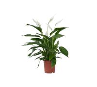 Plant in a Box - Spathiphyllum Lima 'lys de la paix' - Plante d'intérieur fleurie et purificatrice d'air - Pot 17cm - Hauteur 60-75cm