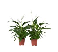 Plant in a Box - Spathiphyllum Lima 'lys de la paix' - Set de 2 - Plante d'intérieur fleurie et purificatrice d'air - Pot 17cm - Hauteur 60-75cm
