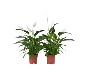 Plant in a Box - Spathiphyllum Lima 'lys de la paix' - Set de 2 - Plante d'intérieur fleurie et purificatrice d'air - Pot 17cm - Hauteur 60-75cm