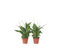 Plant in a Box - Spathiphyllum torelli 'lys de la paix' - Set de 2 - Purificateur d'air - Plante d'intérieur - Pot 12cm - Hauteur 30-40cm