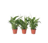 Plant in a Box - Spathiphyllum torelli 'lys de la paix' - Set de 3 - Purificateur d'air - Plante d'intérieur - Pot 12cm - Hauteur 30-40cm