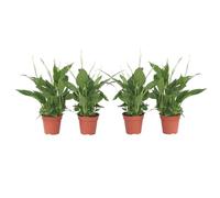Plant in a Box - Spathiphyllum torelli 'lys de la paix' - Set de 4 - Purificateur d'air - Plante d'intérieur - Pot 12cm - Hauteur 30-40cm