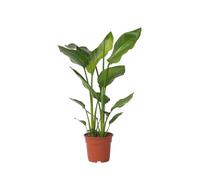 Plant in a Box - Strelitzia Nicolai - Plante verte interieur vivante - Plante oiseau du paradis - Pot 17cm - Hauteur 55-70cm