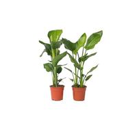 Plant in a Box - Strelitzia Nicolai - Set de 2 - Plante verte interieur vivante - Plante oiseau du paradis - Pot 17cm - Hauteur 55-70cm